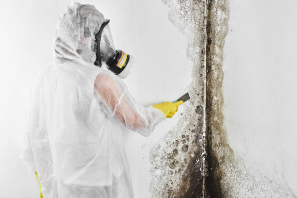 Reliable Belleair, FL Mold Removal Solutions