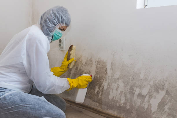 Best Professional Mold Removal  in Belleair, FL