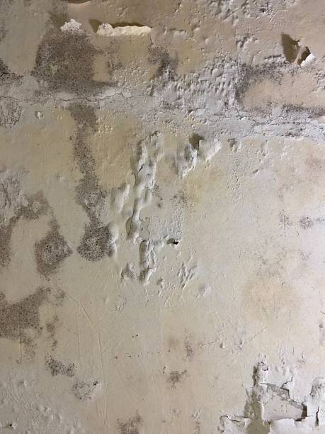 Best Local Mold Removal Service  in Belleair, FL